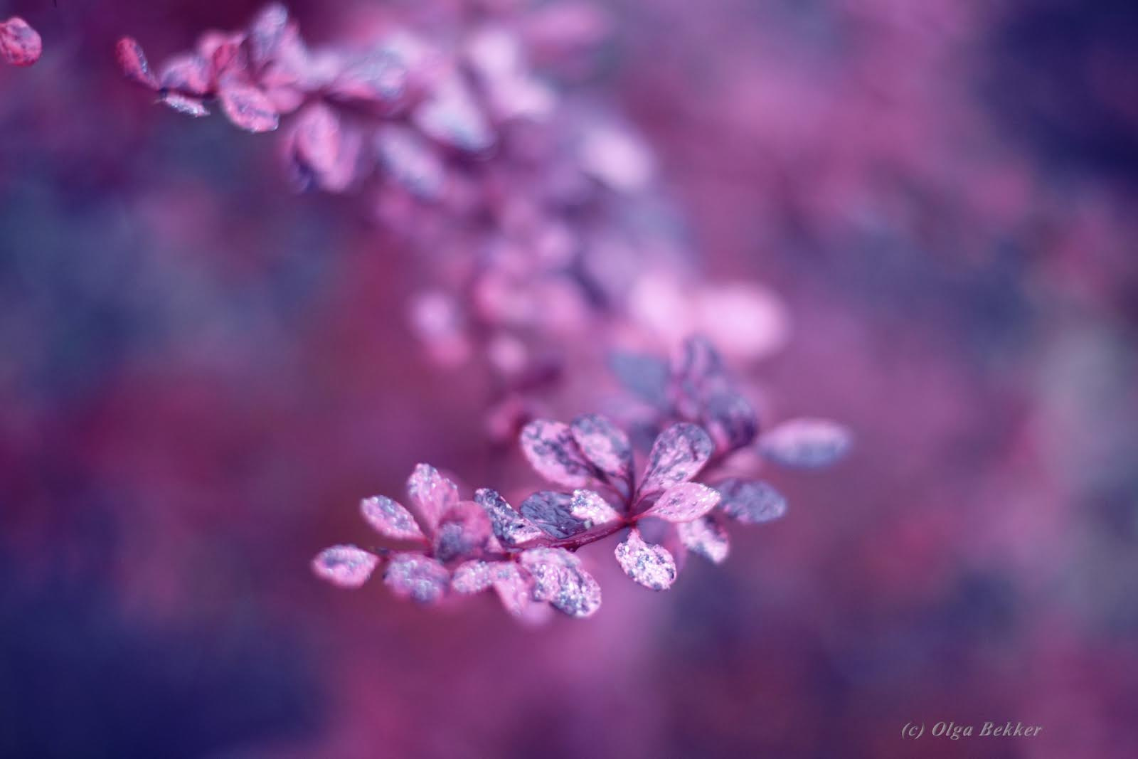 Automn barbaris 