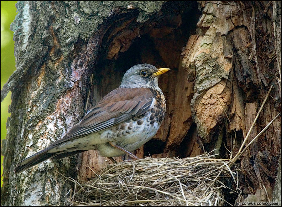 Дом рябинника Рябинник Turdus pilaris