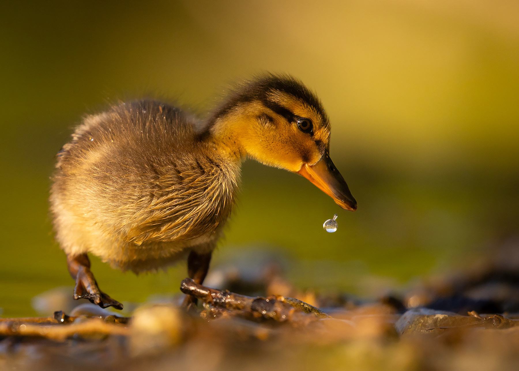 Duckling 