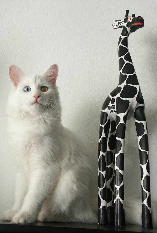 Black & White кошка, котята