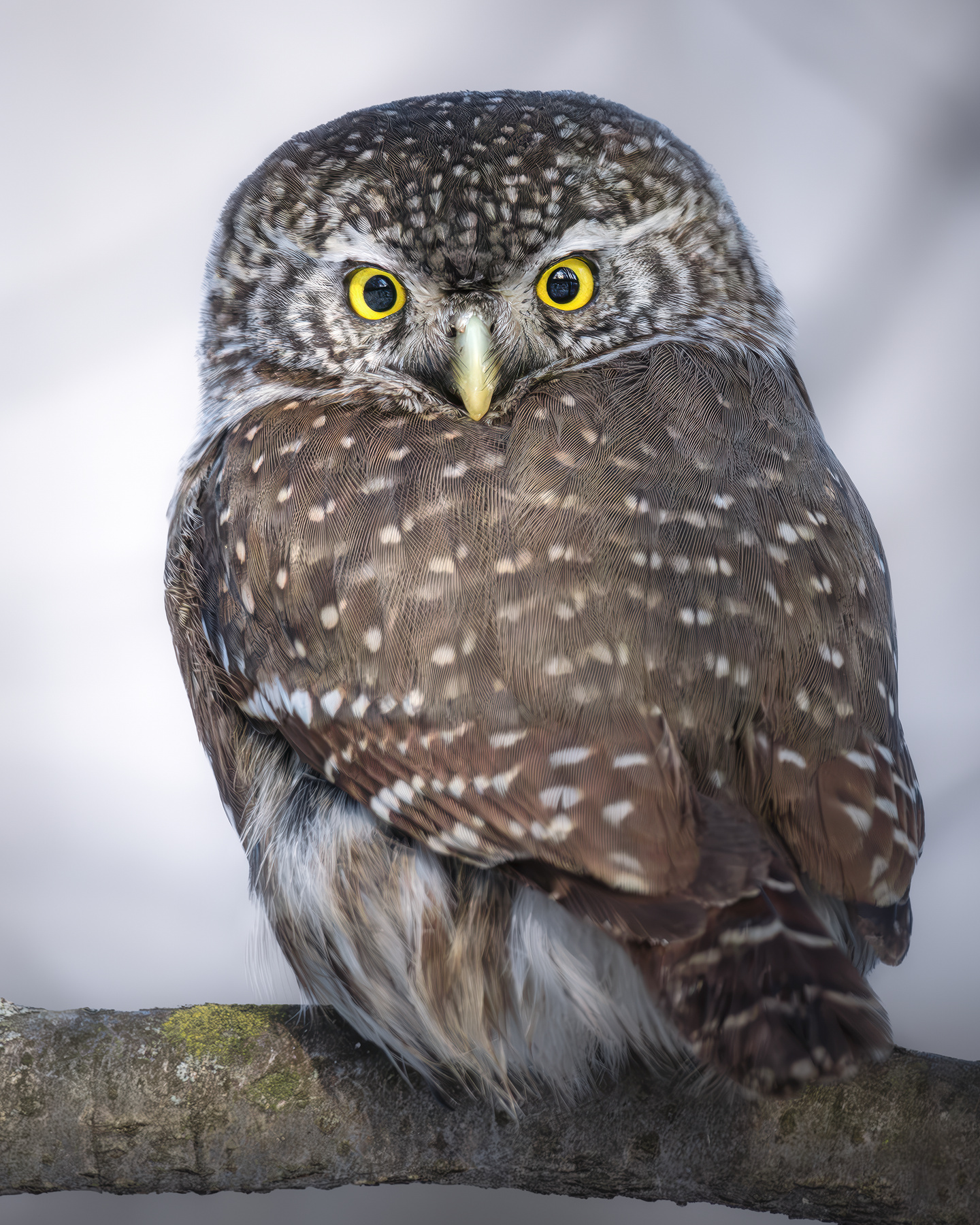 Воробьиный сыч (Glaucidium passerinum) 