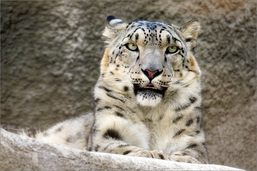 Хищник Кошка Зоопарк