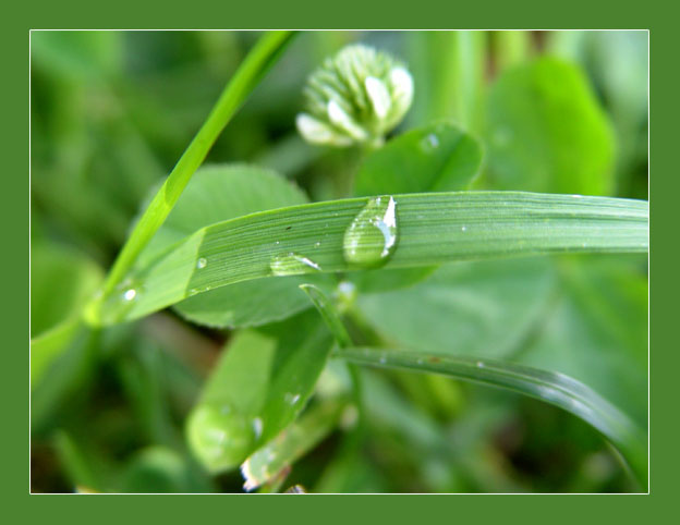 DEW вода, капелька ,лето, dew, роса