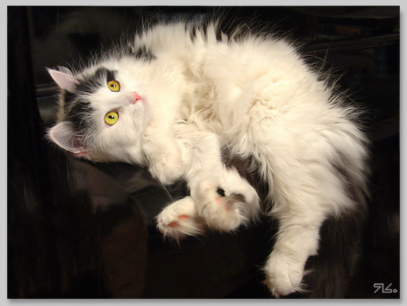 МечтаеМ кошка
