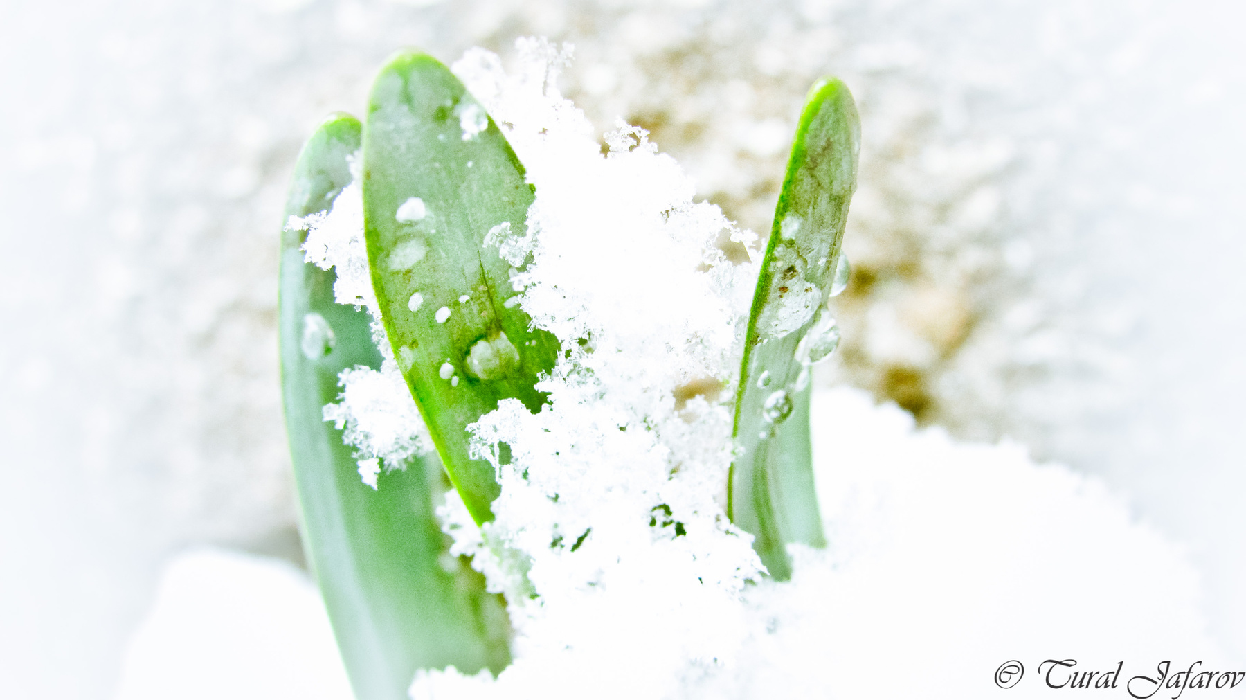 Daffodil Daffodil, winter, snow