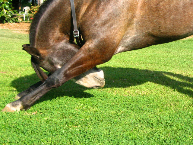 низкий вам поклон лошадь, лошади, кони, поклон, horse, horses,