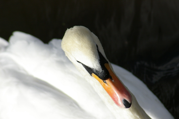 Innocence swan abstract shy innocence