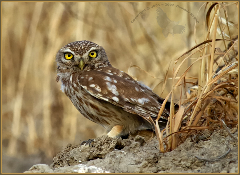 Athene noctua - Домовой Сыч Домовой ...