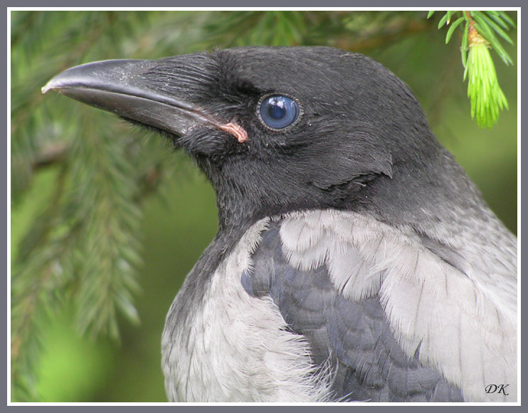 Портрет молодой вороны Птица ворона Corvus cornix