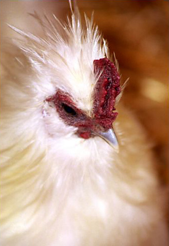 Gallina BLANCA 