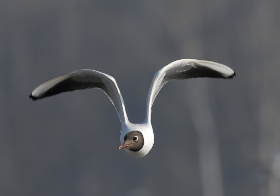 Загогулина Озерная чайка, Black-headed Gull, Larus ridibundus, загогулина