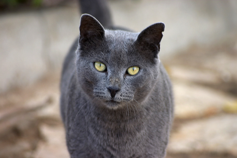 Пристальный взгляд на кошачий лад кот взгляд