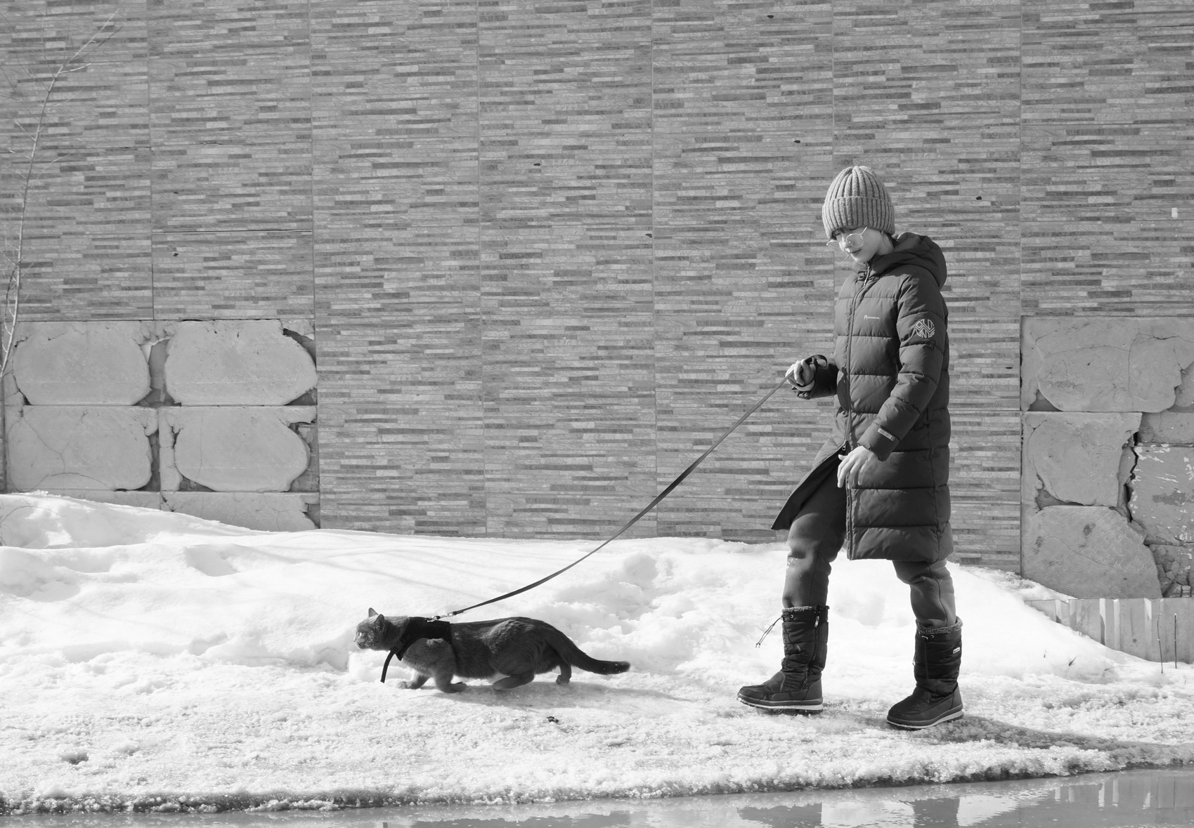 По улицам кота водили... 