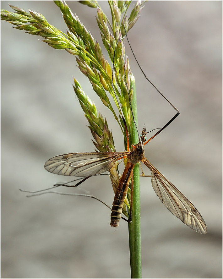 Комар-долгоножка (лат. Tipulidae)  