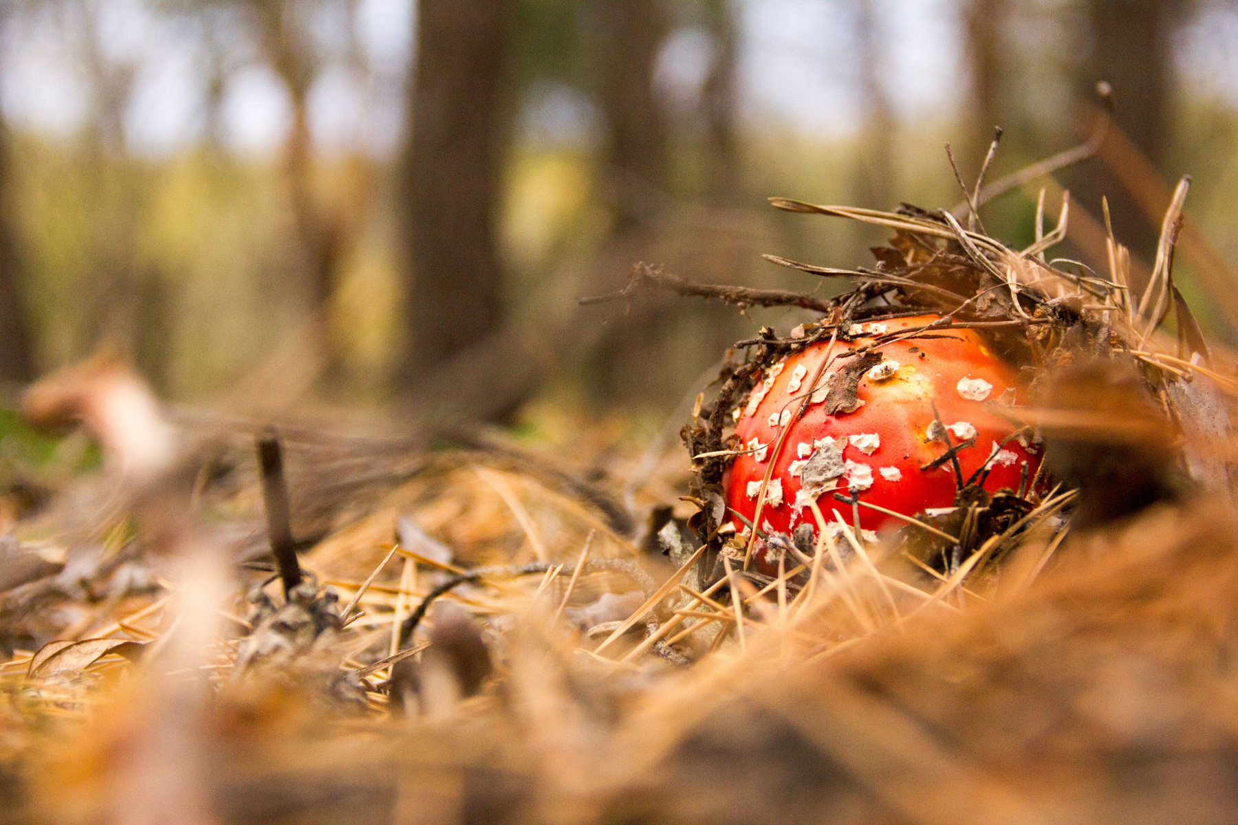 mushroom природа, лес, гриб, осень