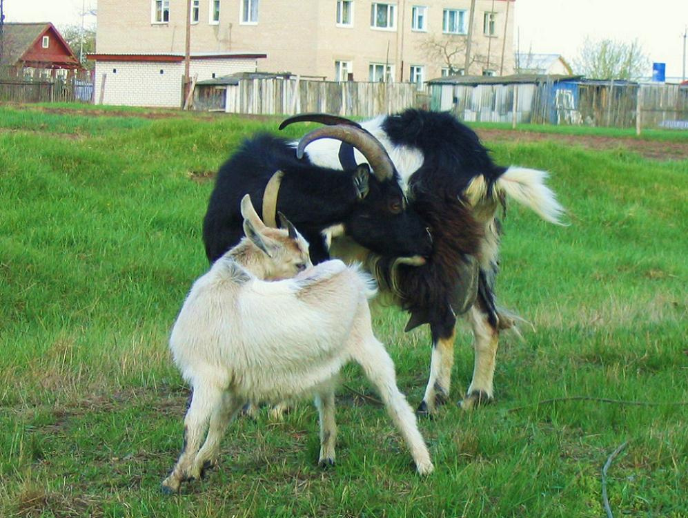урок козленок