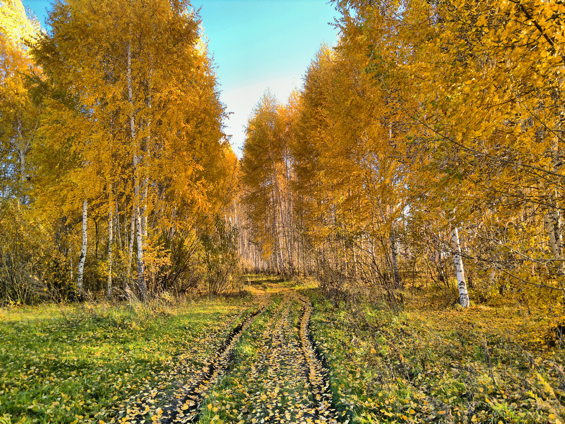 осеньберезы 