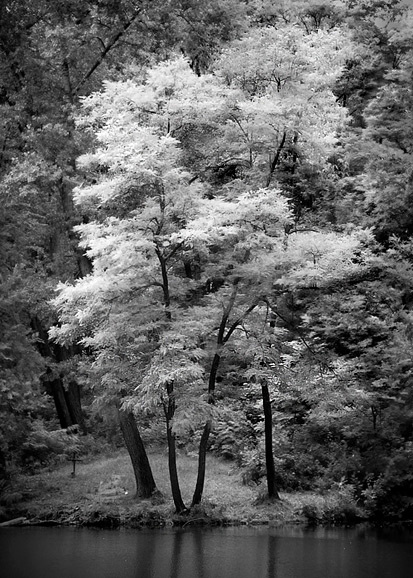 Light in The Forest 