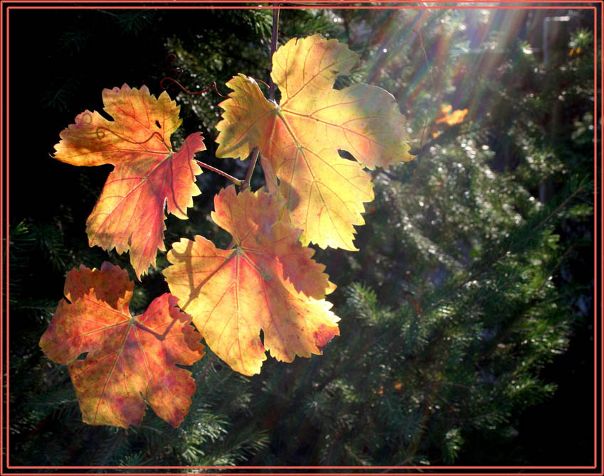 в лучах уходящего лета виноград лучи