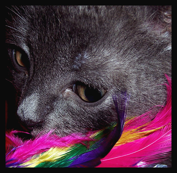 Wish I could Fly кот котенок перья летать крылья