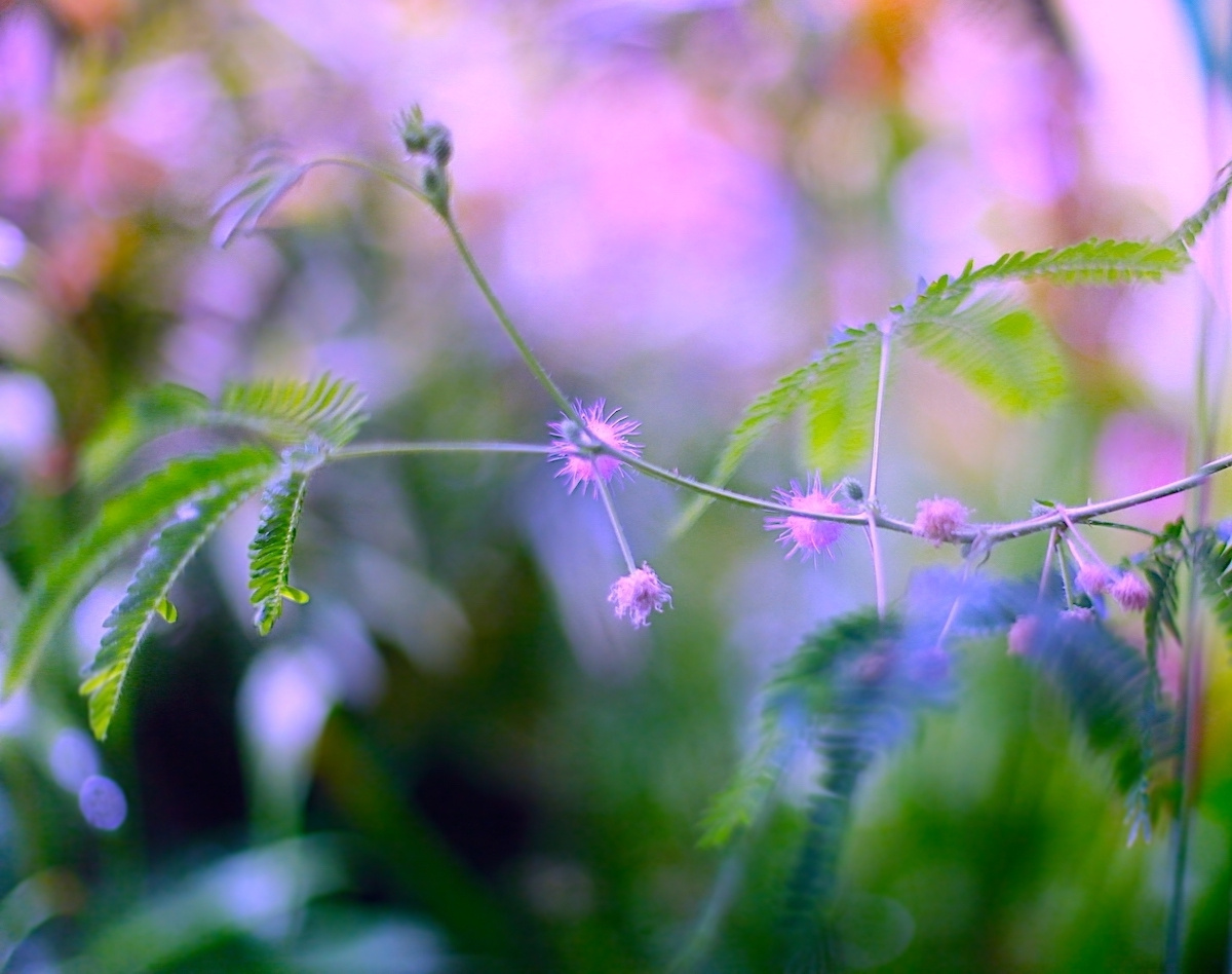 Mimosa Pudica 