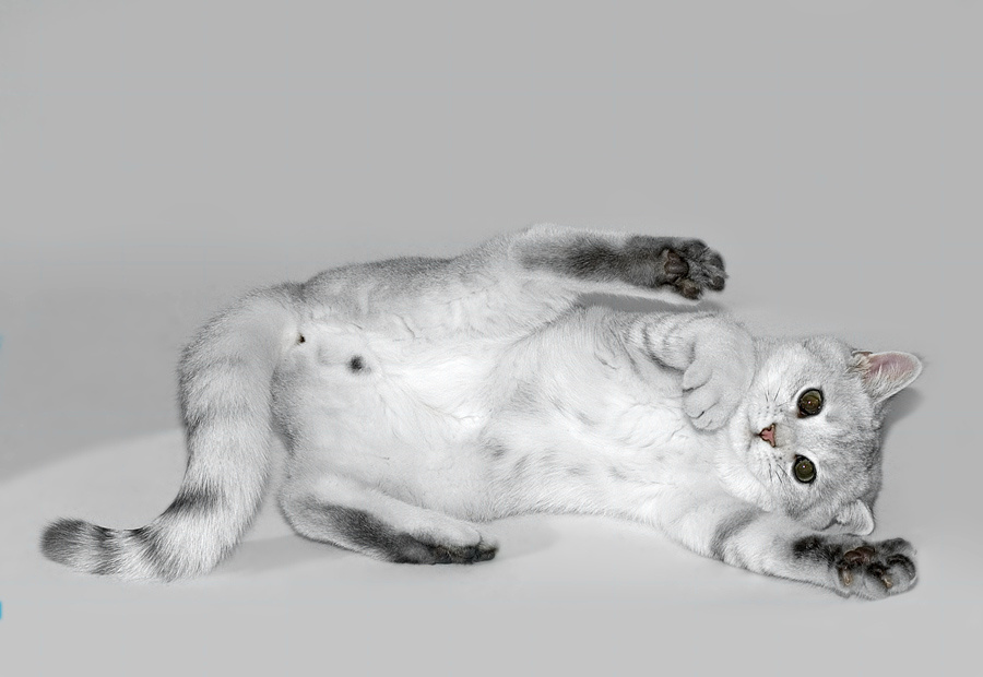 Кошачий балет кот, британец, балет