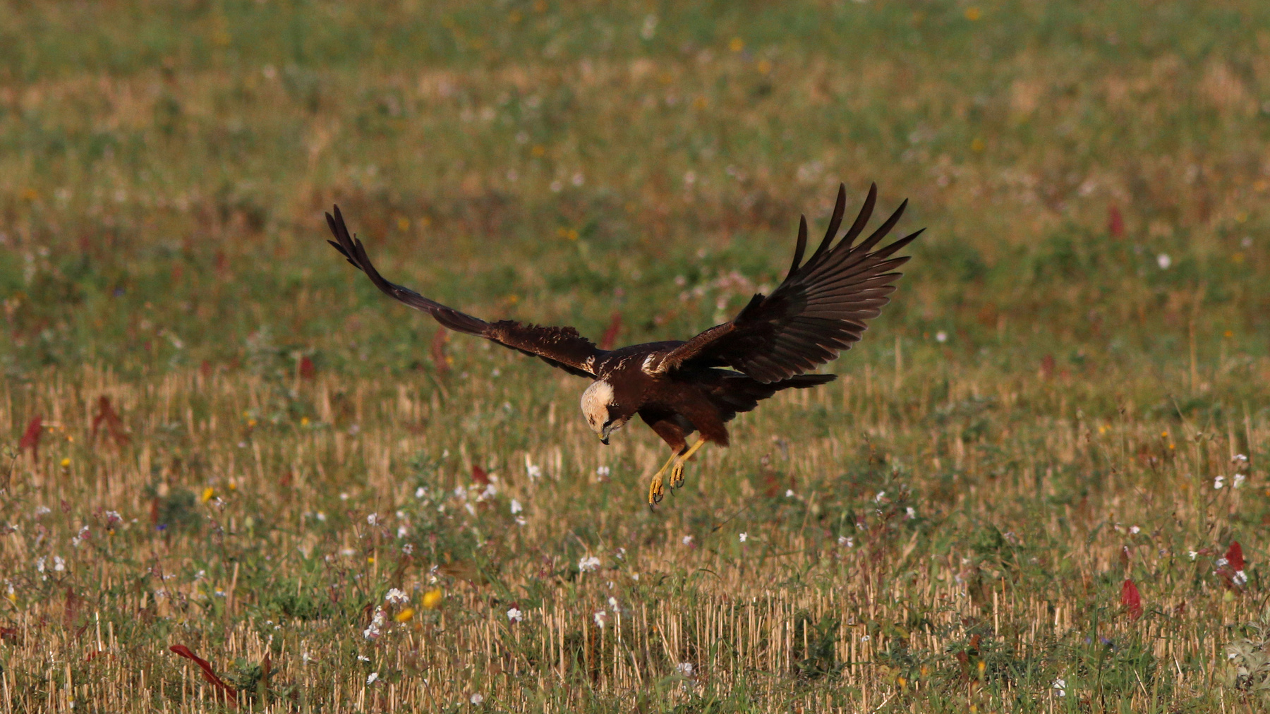 Внимательная Болотный лунь Circus aeruginosus Western marsh harrier
