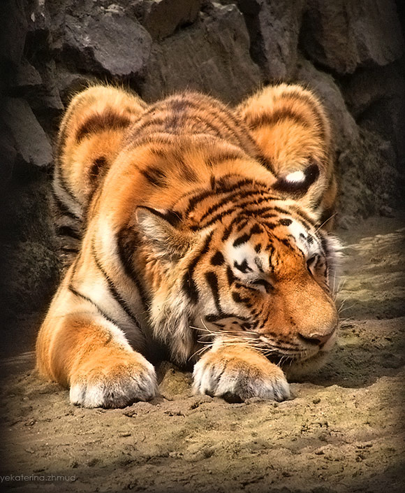 Когда он спит, кажется, что он не опасен тигрище