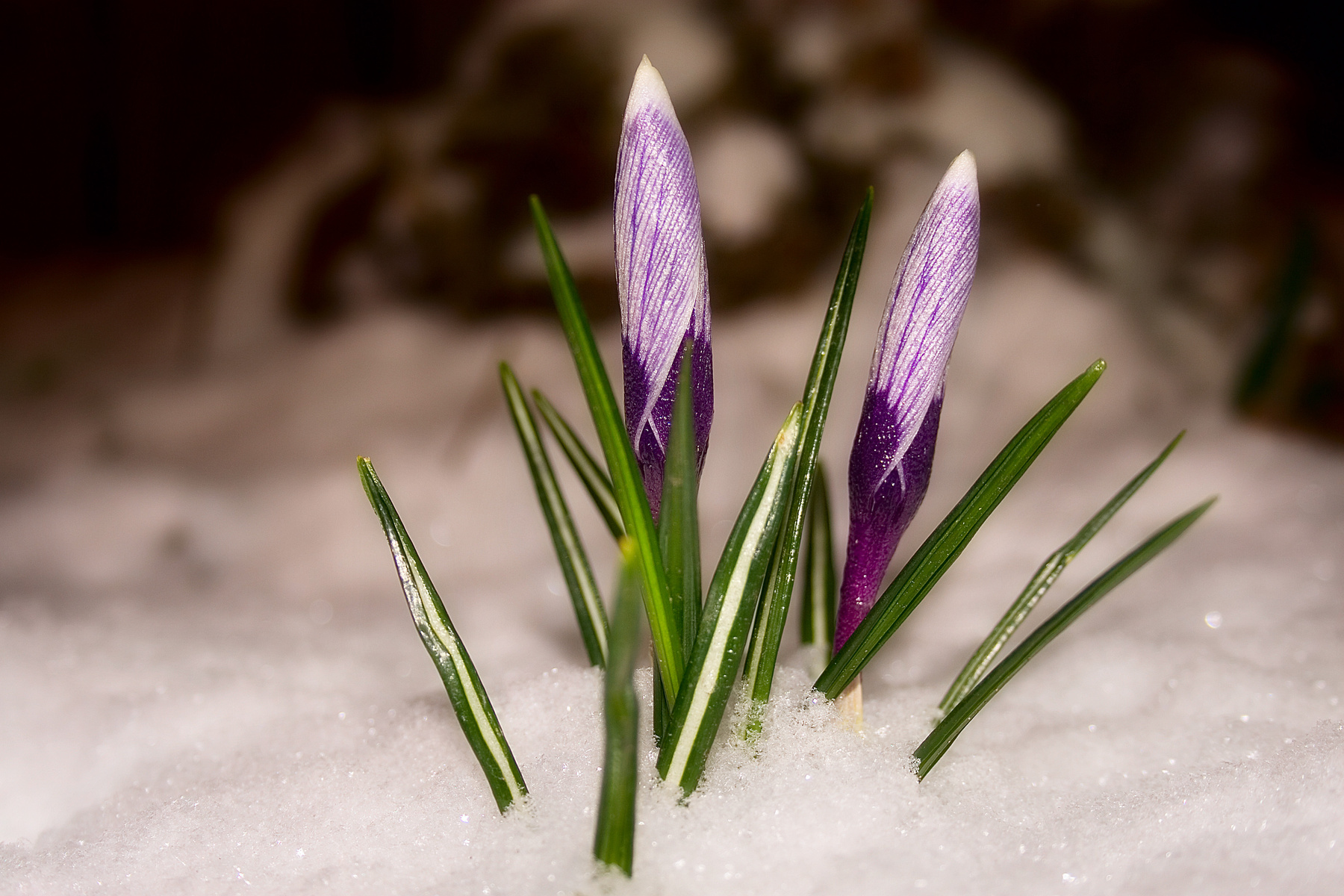 Spring is coming 