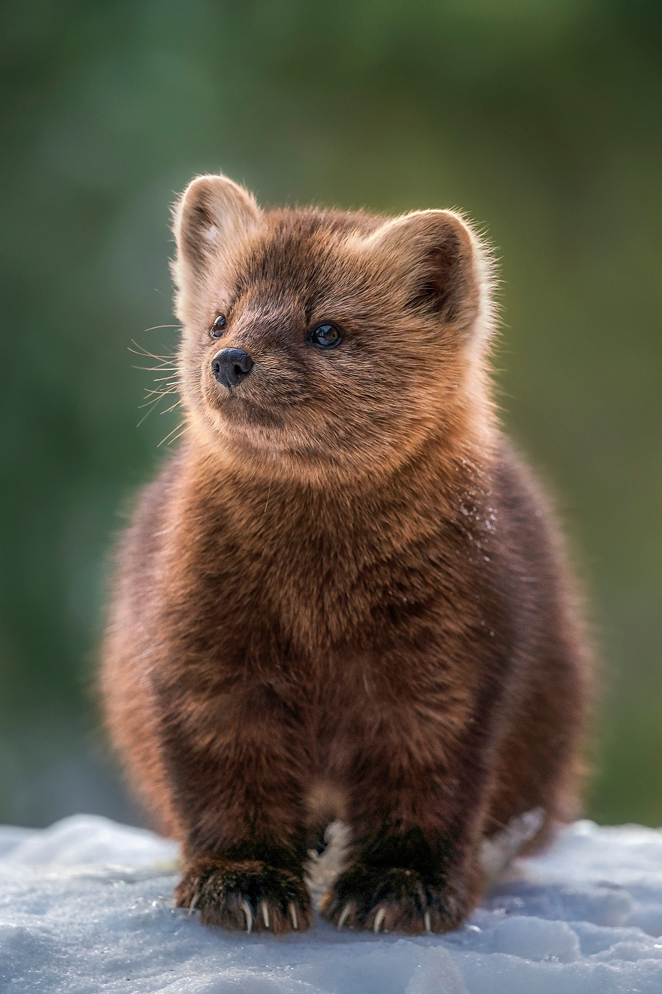 Милашка 