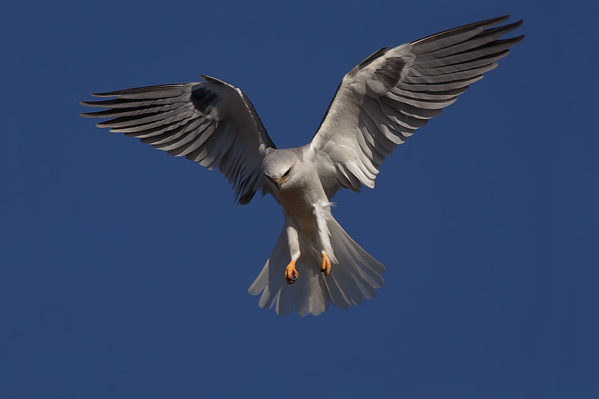 Bird of Prey Flying High 
