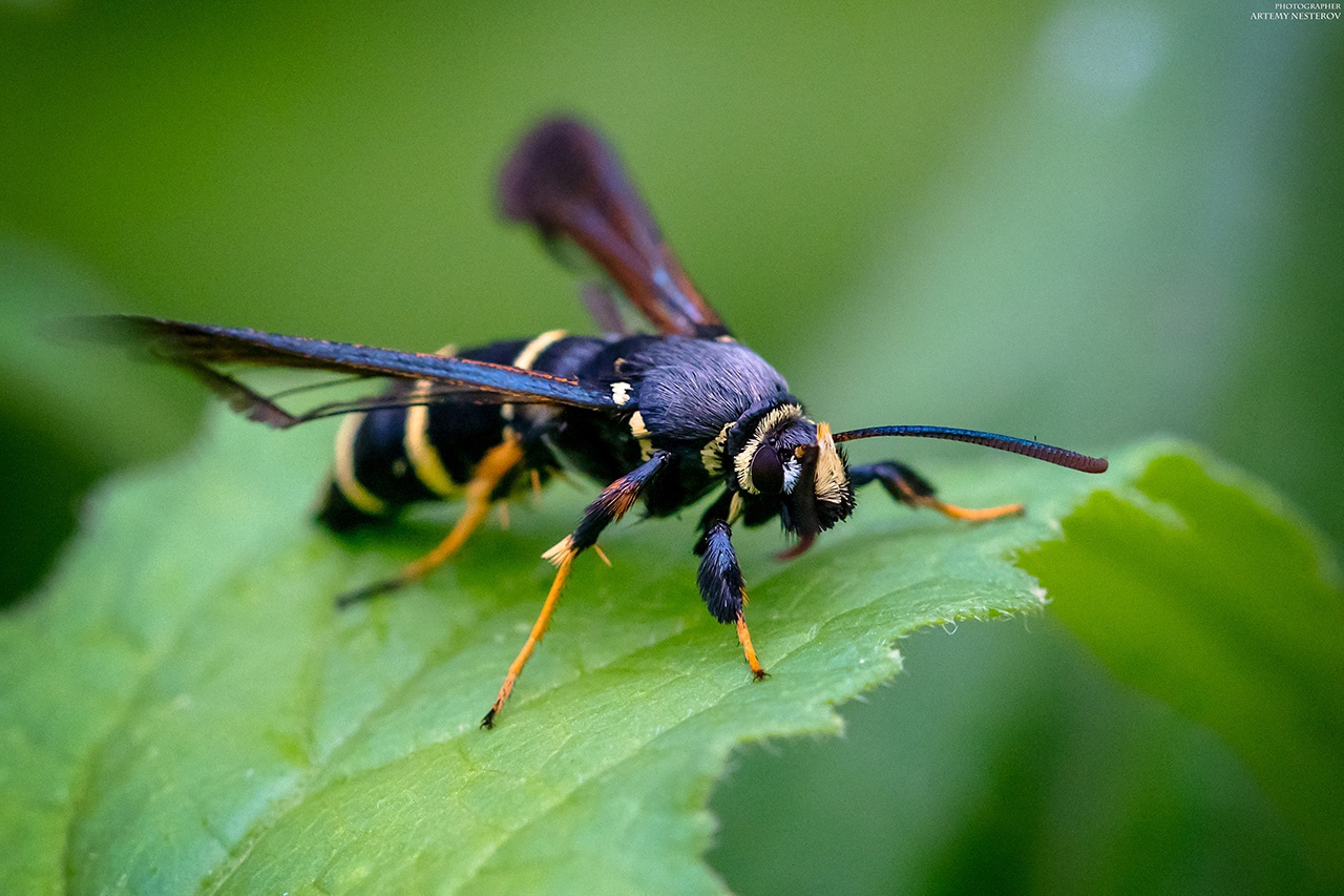 Стеклянница тополёвая большая (Sesia apiformis) 