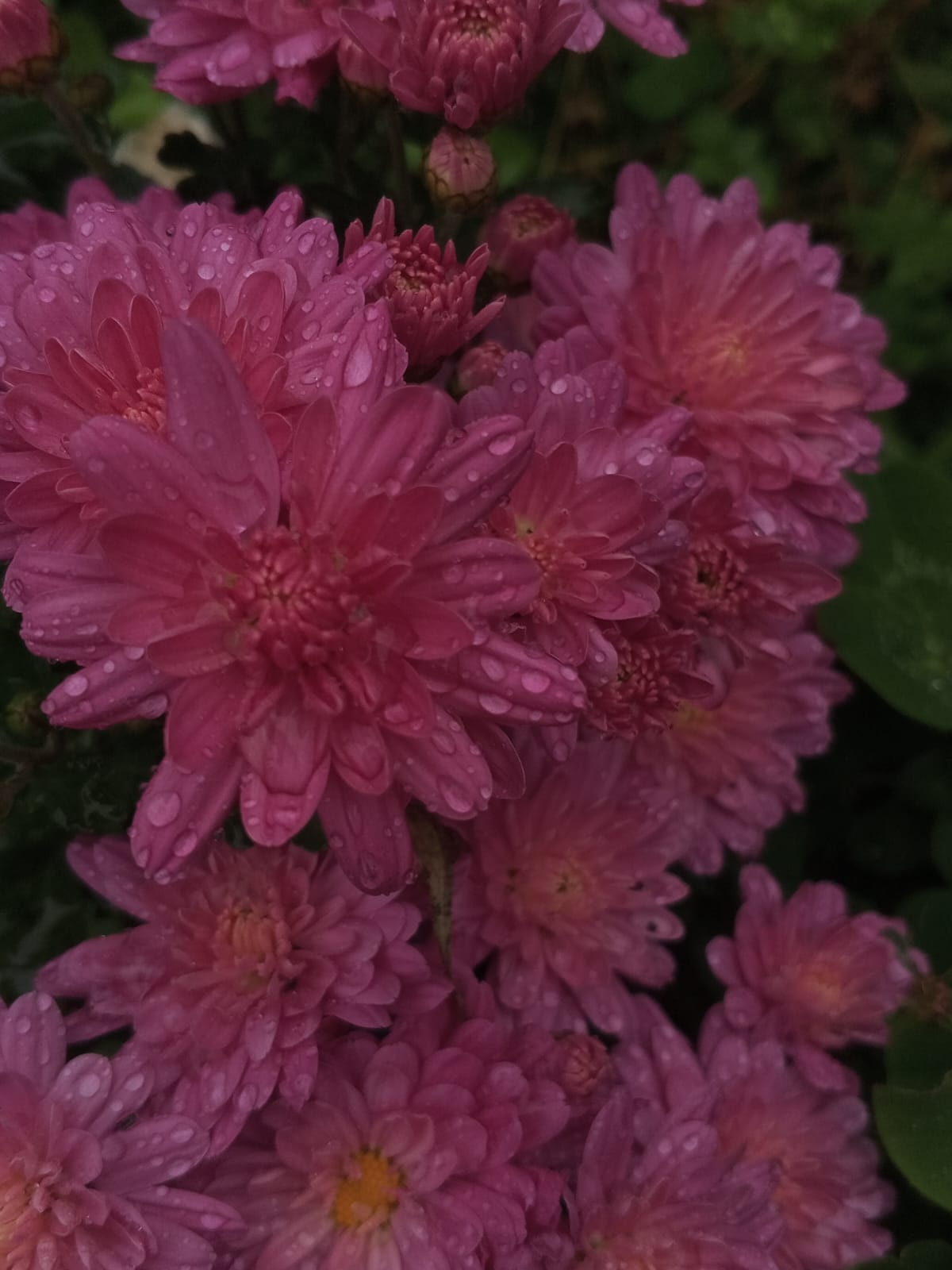 Природа Цветы