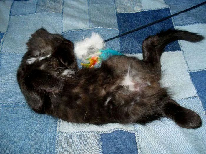 умаялся, или котёнок \"табака\" котёнок, спит