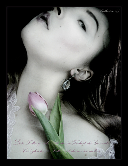 der Tulpe 