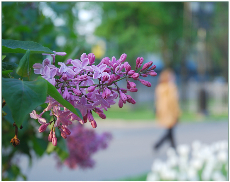 Городские цветы 2 