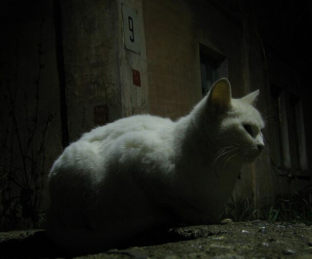 All cats are grey in the night All cats are grey in the night