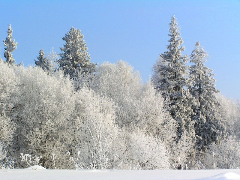 Сказочная страна. лес