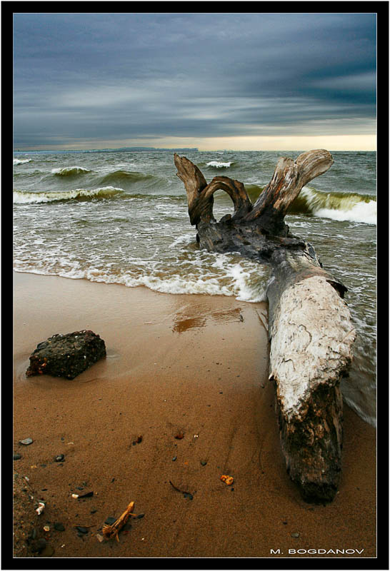 Увидеть море и умереть... море коряга бревно