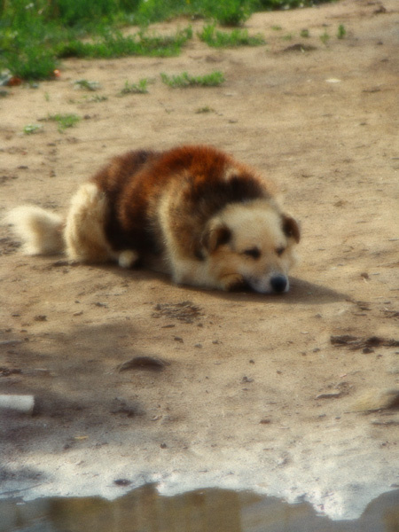 В лапах сна собака, сон, лапы,