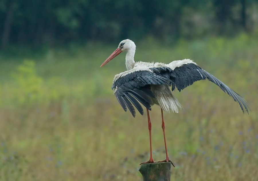 Сушка Белый аист, White Stork, Ciconia