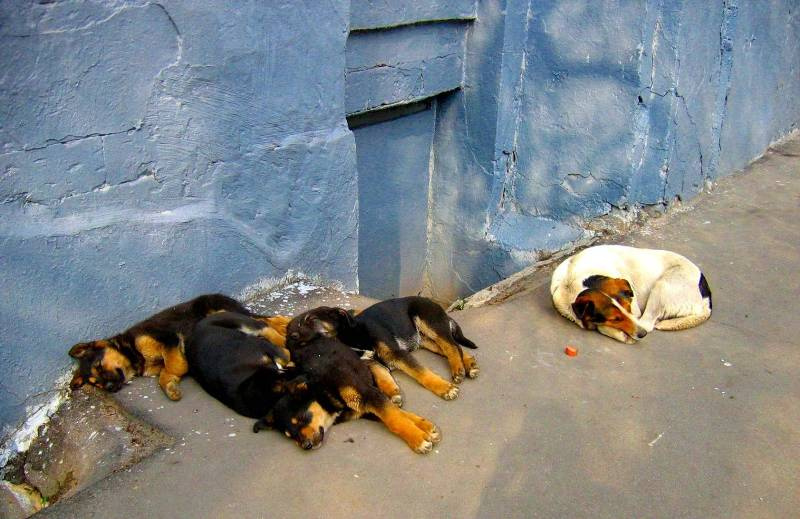 Жара... 