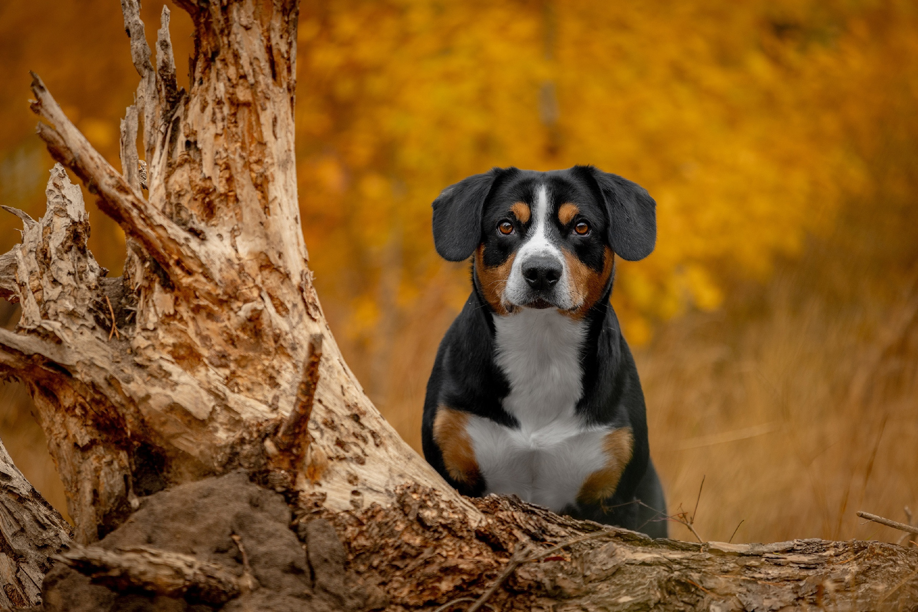 Satoshi (FRESH ENERGY) dog Entlebucher Sennenhund Satoshi FRESH ENERGY