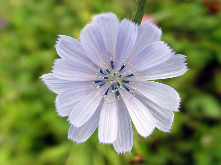 Grass flower blue flower