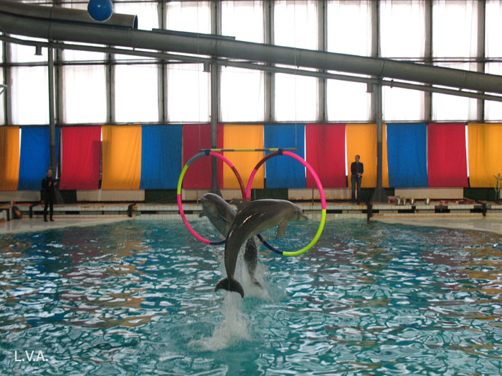 Dolphins Дельфины прыжок