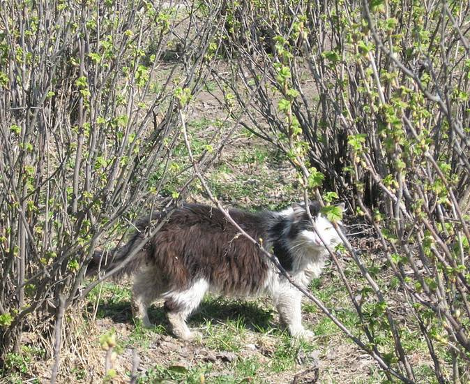 В пампасах Подмосковья кошка уличная Подмосковье