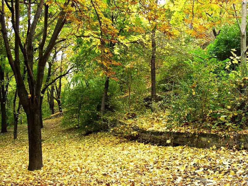 Просто... осень парк листопад