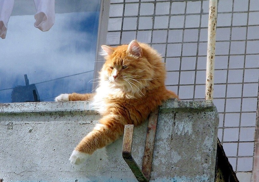 маленький лев рыжий кот маленький лев