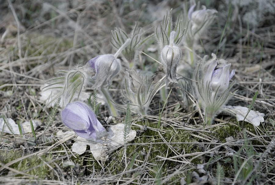 flowers from dream // цветы, что из сказки цветы природа макро сказка сон призрак легкость подснежник весна свет