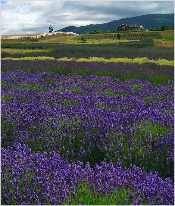 Deep Purple 